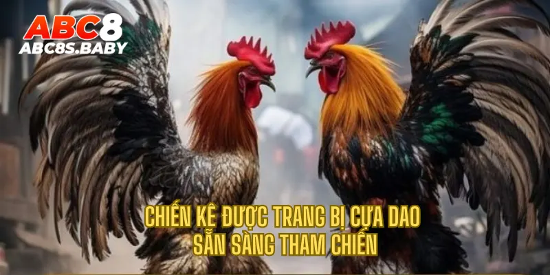 Chiến kê được trang bị cựa dao sẵn sàng tham chiến