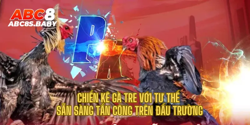 Chiến kê gà tre với tư thế sẵn sàng tấn công trên đấu trường