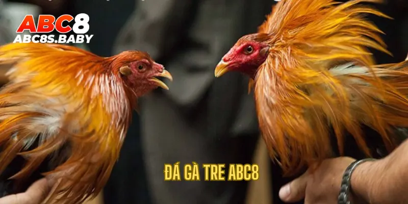 Đá Gà Tre ABC8