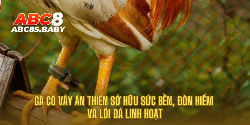 Gà có vảy Án Thiên sở hữu sức bền, đòn hiểm và lối đá linh hoạt
