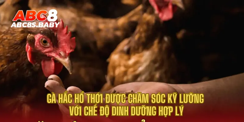 Gà hắc hổ thới được chăm sóc kỹ lưỡng với chế độ dinh dưỡng hợp lý