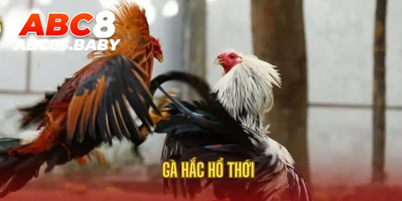 Gà Hắc Hổ Thới