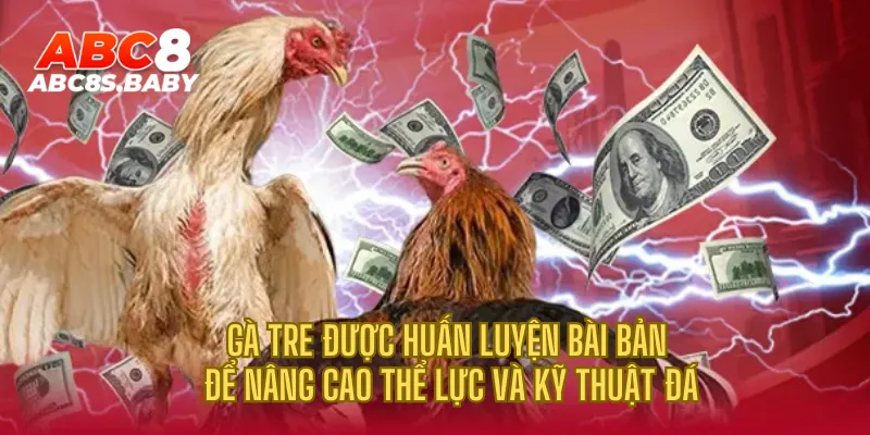 Gà tre được huấn luyện bài bản để nâng cao thể lực và kỹ thuật đá