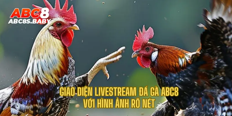 Giao diện livestream đá gà ABC8 với hình ảnh rõ nét 