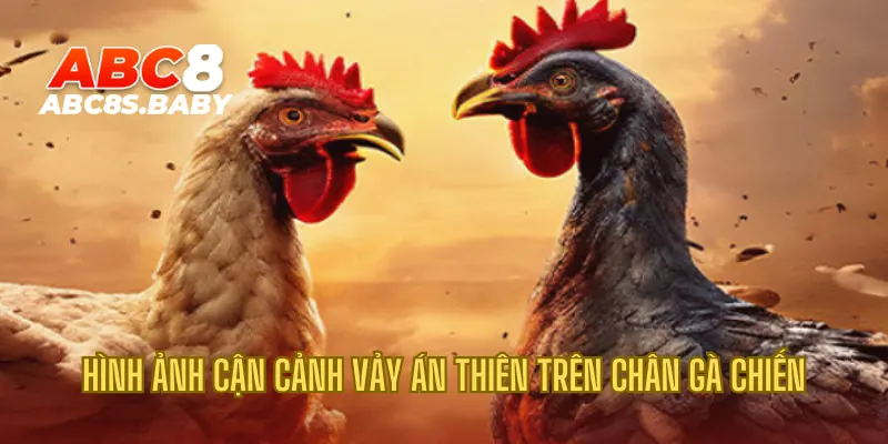 Hình ảnh cận cảnh vảy Án Thiên trên chân gà chiến