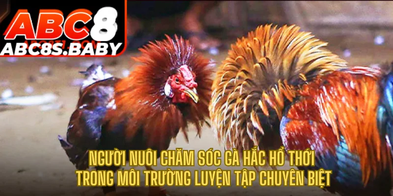 Người nuôi chăm sóc gà hắc hổ thới trong môi trường luyện tập chuyên biệt