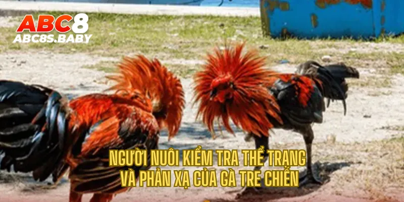 Người nuôi kiểm tra thể trạng và phản xạ của gà tre chiến