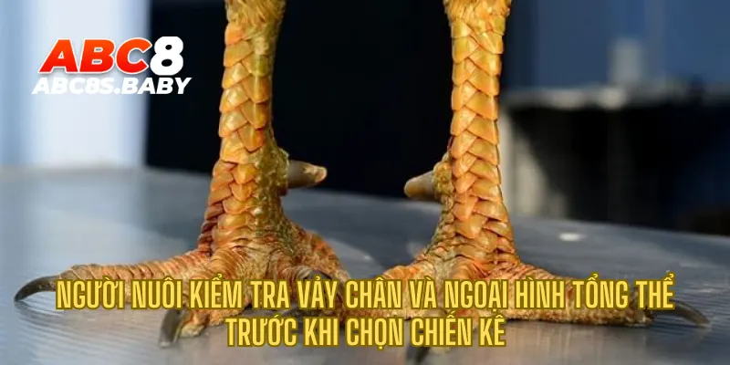 Người nuôi kiểm tra vảy chân và ngoại hình tổng thể trước khi chọn chiến kê