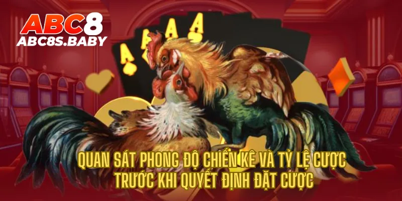 Quan sát phong độ chiến kê và tỷ lệ cược trước khi quyết định đặt cược