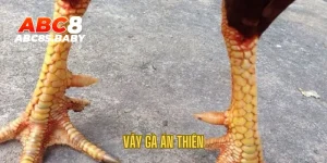 Vảy Gà Án Thiên