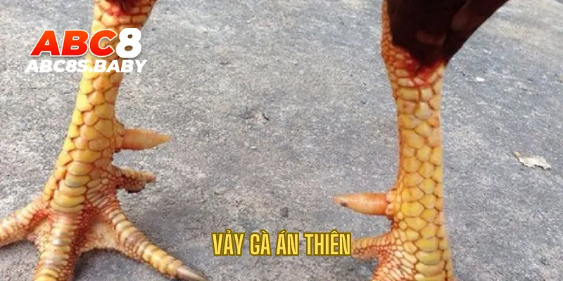 Vảy Gà Án Thiên