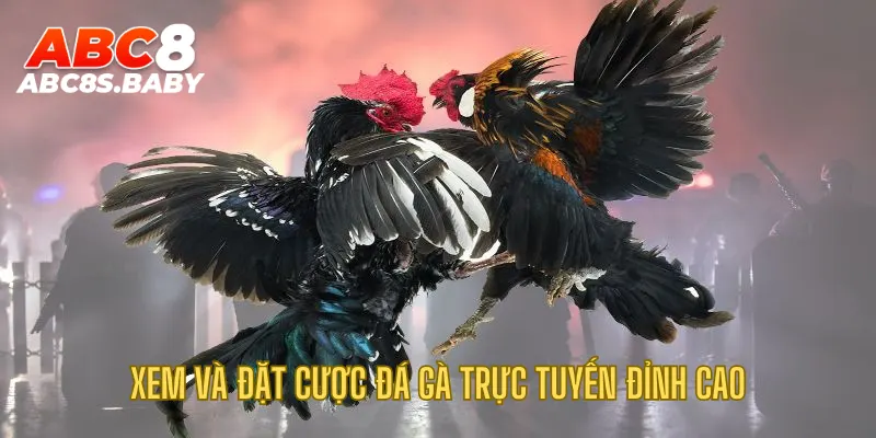 Xem và đặt cược đá gà trực tuyến đỉnh cao
